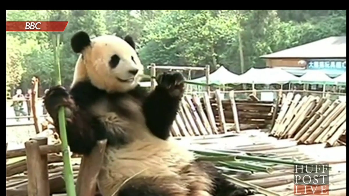 Pandan Sijia var deprimerad – därför fick hon en egen nöjespark. 